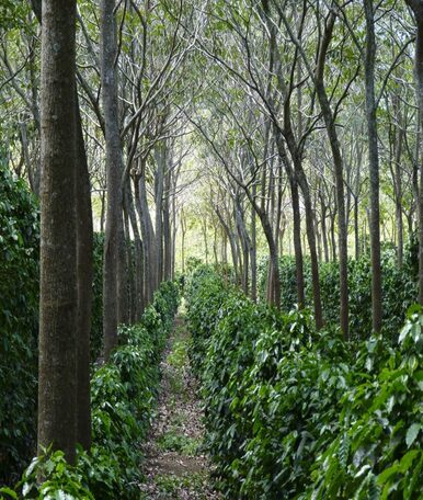 Bamboo_Agroforestry