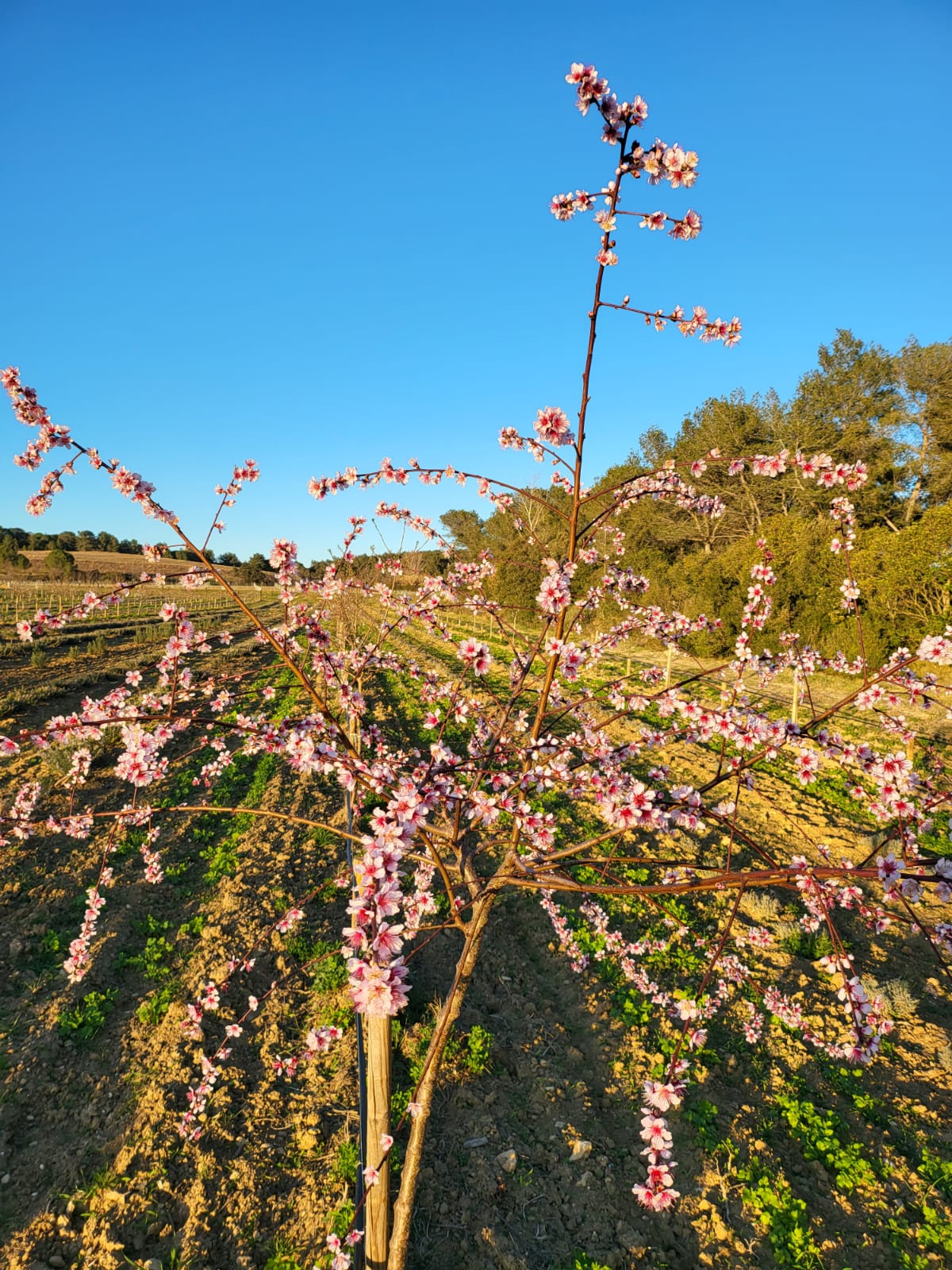 Field_RdF