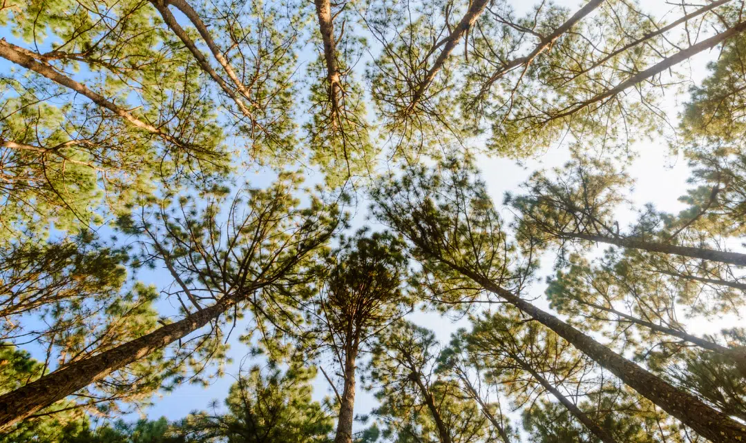 L’agroforesterie et les pratiques agricoles durables