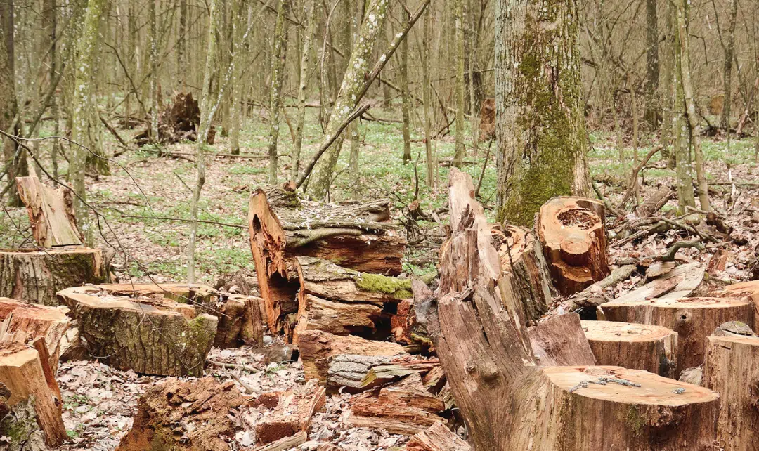 La déforestation et ses impacts