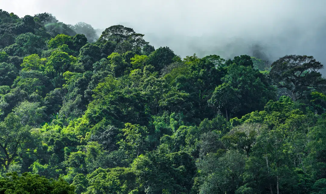 L’importance des arbres dans l’écosystème