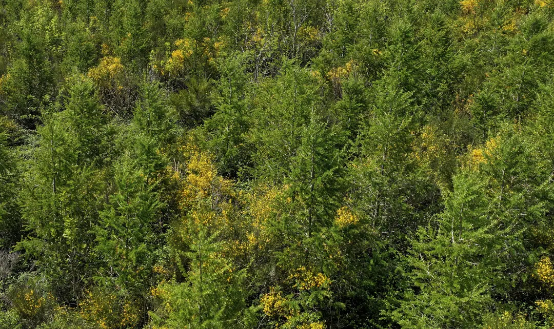 Forêt de Brassac