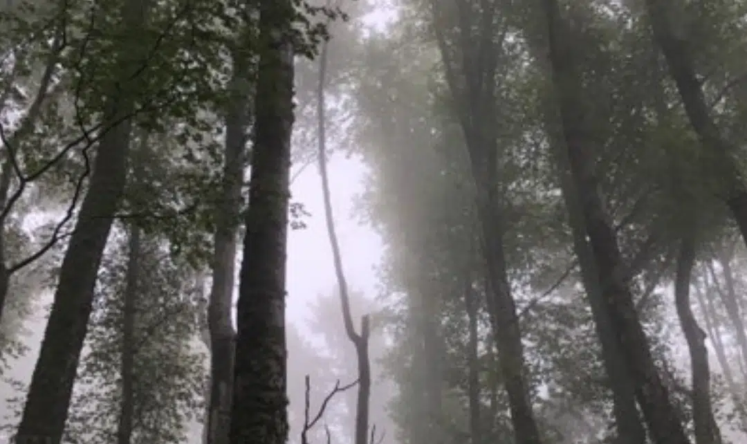 Forêt de Masevaux